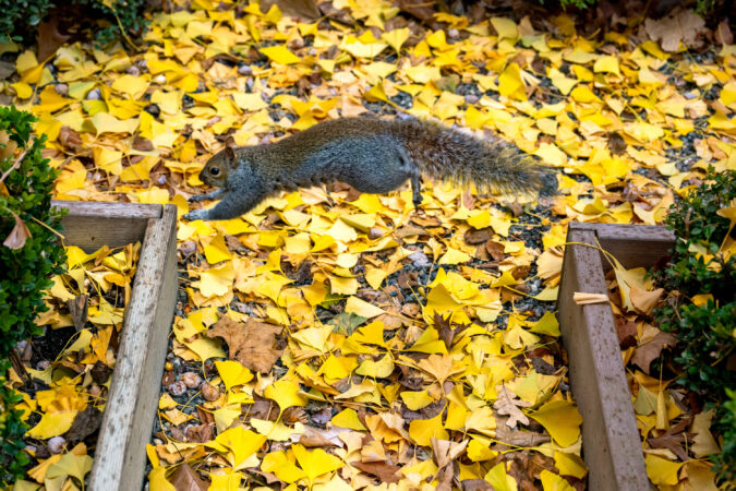 Photographing the Philly foliage