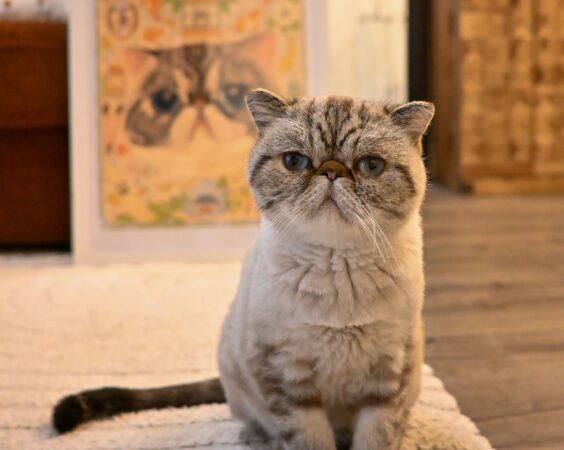 Meet Gary, the cat who ended a friendship and cost $25,000 in legal fees