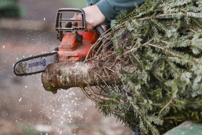 Real Christmas tree supply is ‘excellent’ this year after several years of shortages