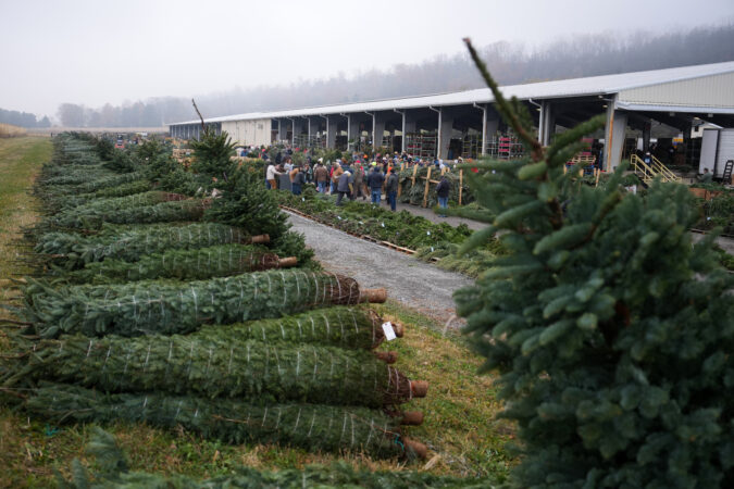 Christmas tree retailers find lots to like at a Pennsylvania wholesale auction