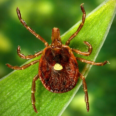 N.J. man is first documented death from tick-related red meat allergy