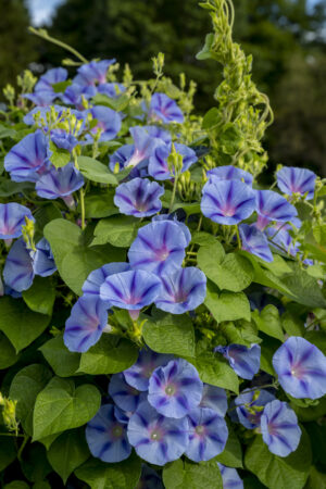 Burpee’s newest seeds celebrate 250 years of American history