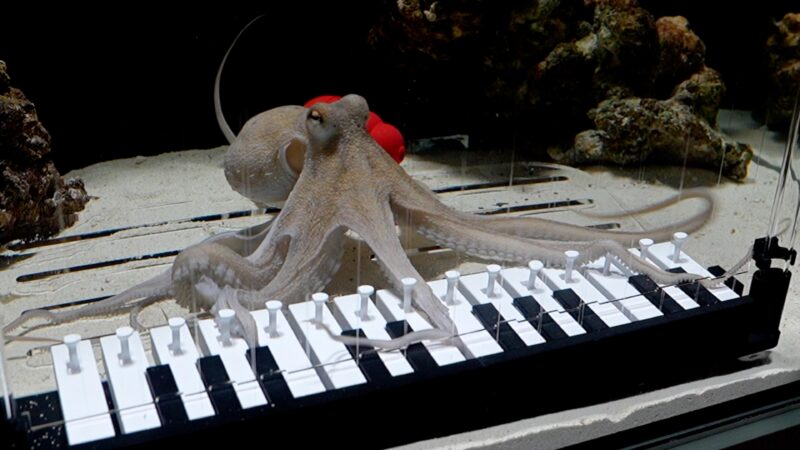 This musician taught an octopus to play the piano