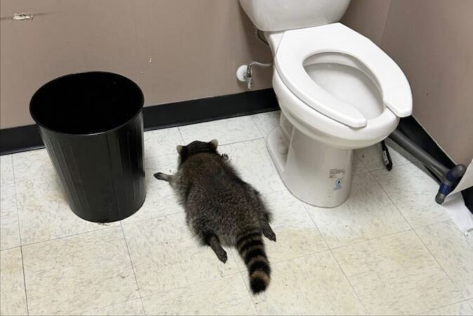 A raccoon went on a drunken rampage in a Virginia liquor store and passed out on the bathroom floor