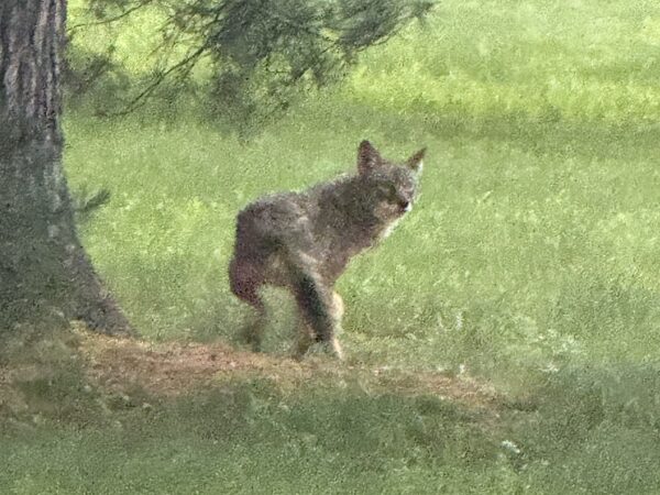 A person was injured by a coyote in Chester County