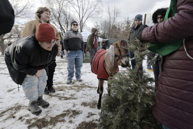 Recycle your Christmas tree into goat food or wood chips for playgrounds at these local orgs
