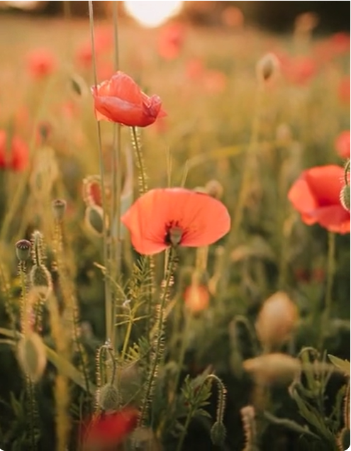 This is Alt text field - SEPTA workers deep clean transit stations five overnights a week. Each station gets a treatment twice a month. Here, a Whirl-A-Way surface cleaner, nicknamed the "lawn mower," buffs the platform at SEPTA’s 5th Street/Independence Hall Station