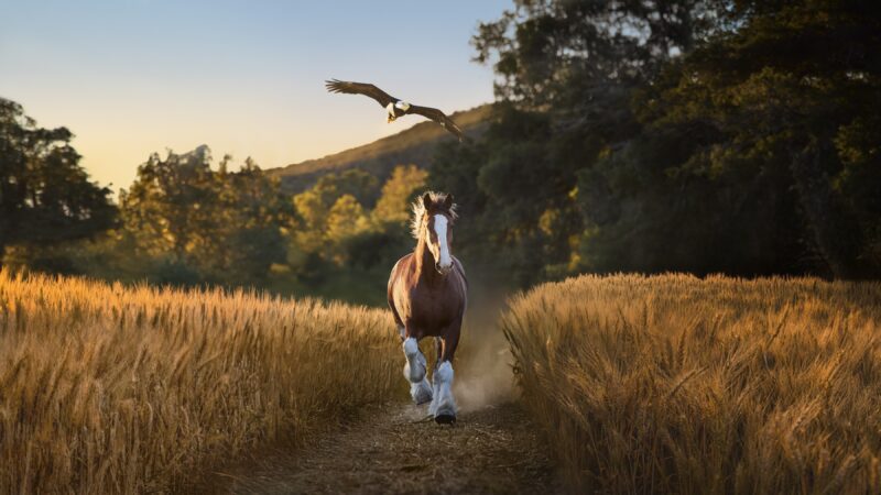 Lincoln the bald eagle — who soars into the Linc on Sundays — befriends a Clydesdale in Budweiser Super Bowl ad