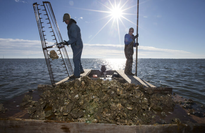 An effort to resurrect Florida’s oyster industry
