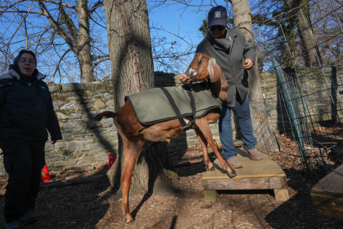 Leslie Jackson, director of operations, works with Ray, who lost his leg due to a parasitic infection.