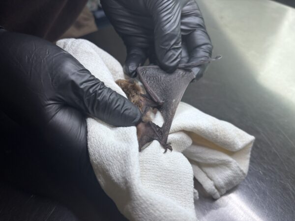 Yes, there are bats in her Berks County home — and she’s trying to save them all