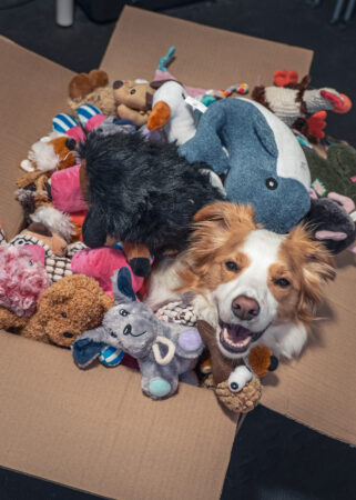 These clever dogs rival toddlers when it comes to learning words
