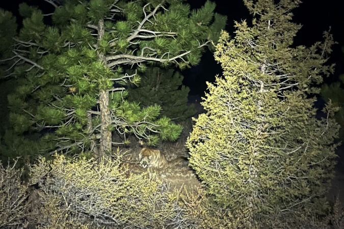 Runner fought off a mountain lion weeks before a suspected fatal Colorado attack