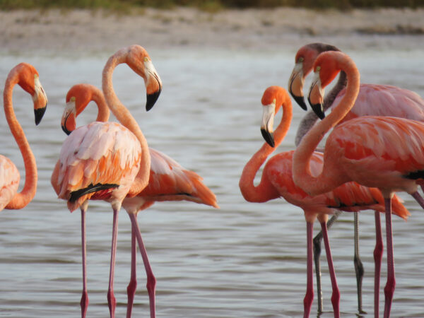 Wild flamingos gather near Treasure Island, Fla., in 2023.