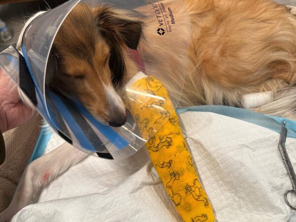 Pit bull has attacked three dogs, two owners, in Center City