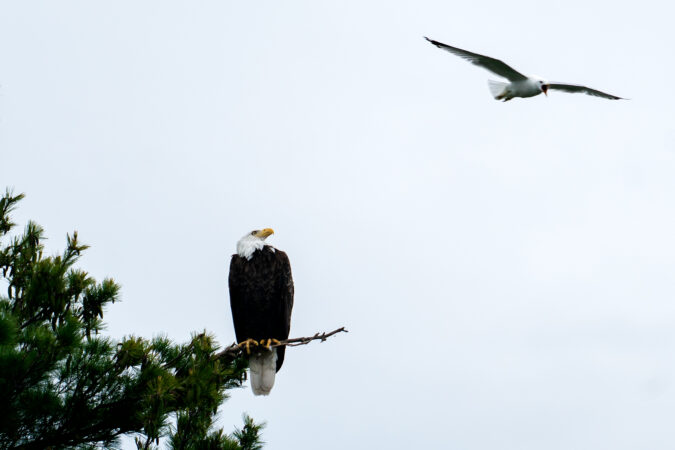 A bald eagle laid three eggs in Lancaster County. You can watch them hatch live online.