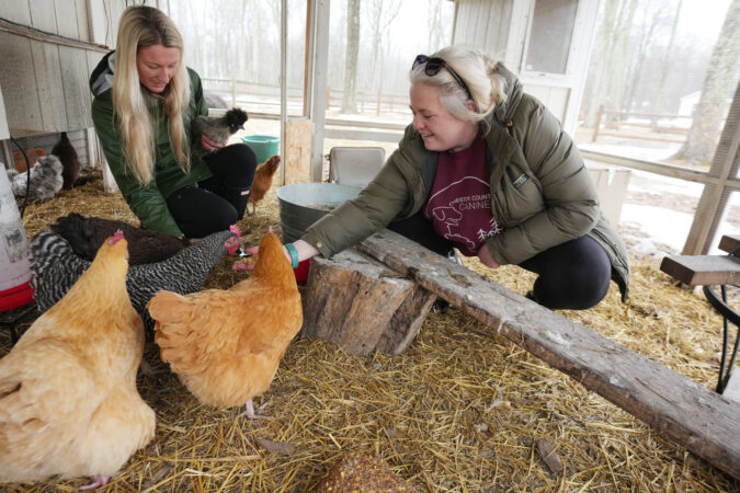 Chesco pet sitters are watching more than dogs and cats — chickens, goats, and sheep need care, too