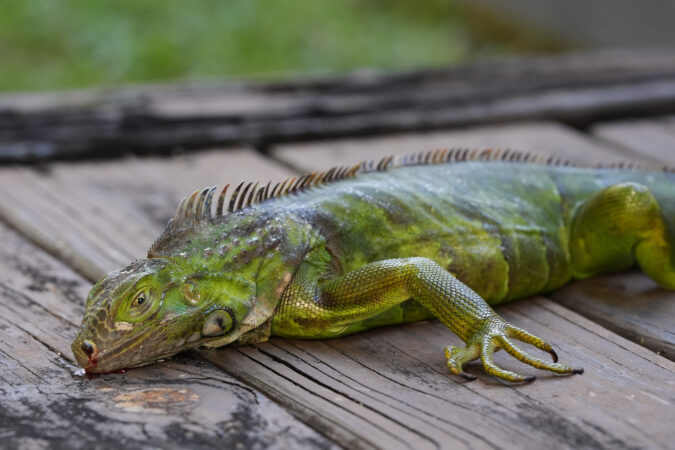 As cold-stunned invasive iguanas fall from trees, Floridians scoop them up for killing