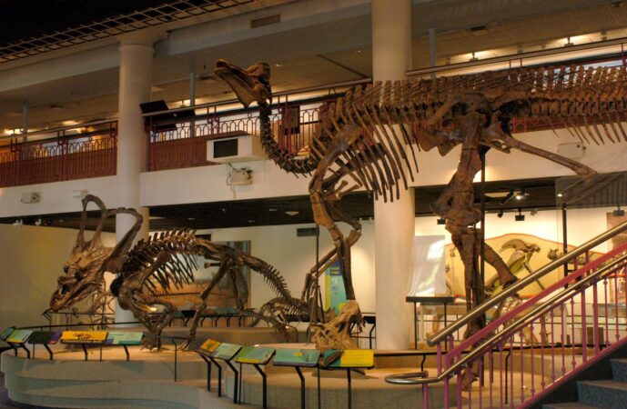 Academy of Natural Sciences, Penn cancel science summer camps for the year, both citing budget constraints