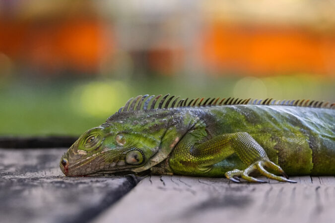 More winter weather leads to heavy snow, canceled flights and, in Florida, falling iguanas