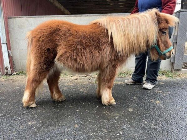 30 miniature horses are for sale in Gettysburg this weekend. Here’s what’s involved in owning one.