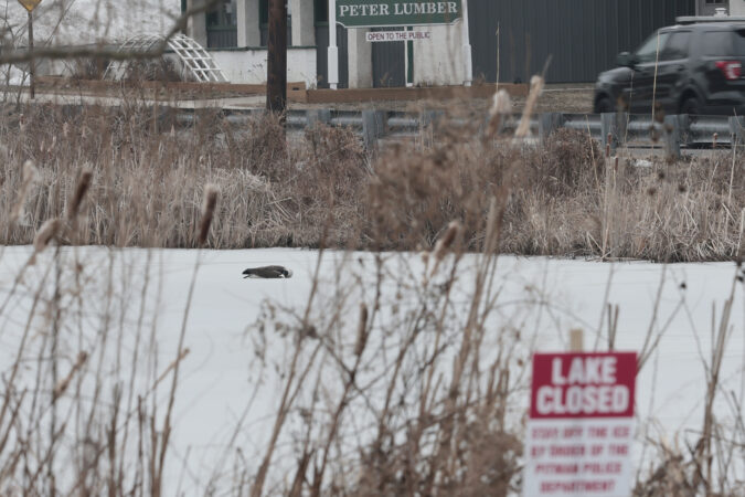 1,100 dead or sick geese in N.J. spark bird flu warning, prompt lake’s closure