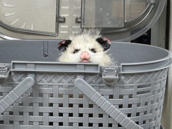 The cold’s toll: Woodcocks wiped out in Cape May, opossums frostbitten in Philly, robins struck on roads