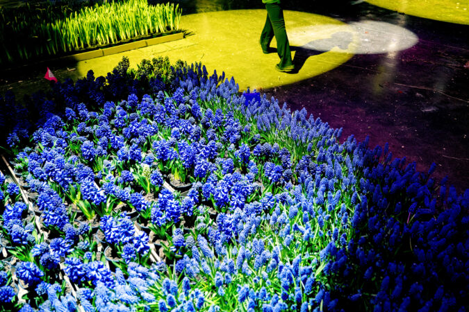 đ¸ The insiderâs guide to the Flower Show | Things to do