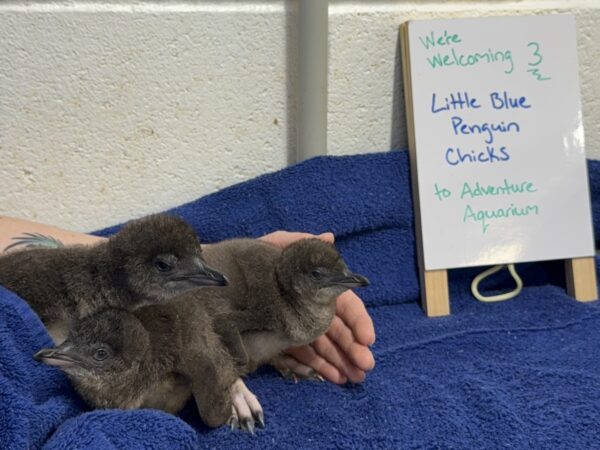 Three new baby penguins unveiled at Adventure Aquarium in Camden