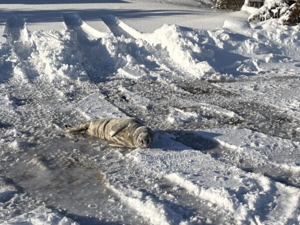 A Grey seal pup wandered off the beach in Harvey Cedars and ended up in the middle of Long Beach Boulevard on Tuesday, Feb. 24, 2026, a day after a snowstorm dropped a foot and a half of snow on the island.