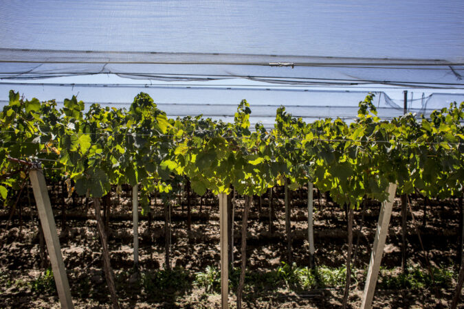 How malbec became a wine-world phenomenon