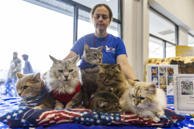Gwyneth Hayes, Volunteer with Caring Hearts Pet Therapy, presents six therapy cats, John David, Darius, Chase, Phil, Flora, and Gus, at the Philadelphia Cat Show at the Greater Philadelphia Expo Center in Oaks, Pa., on Saturday Dec. 17, 2022.