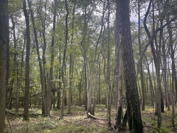 Conservation group to pay $15M to preserve 835-acre Pinelands property