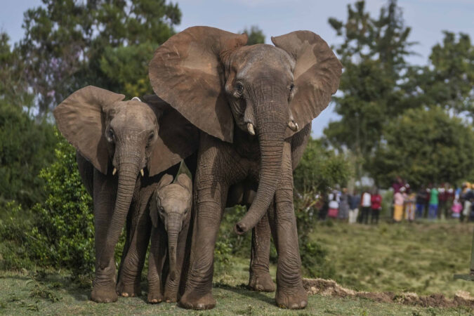 Montco school officials expensed international trips, including a 14-day African safari
