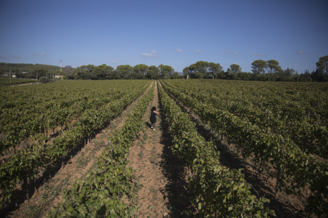 Why France’s Provence region started ‘pinking’ its wine