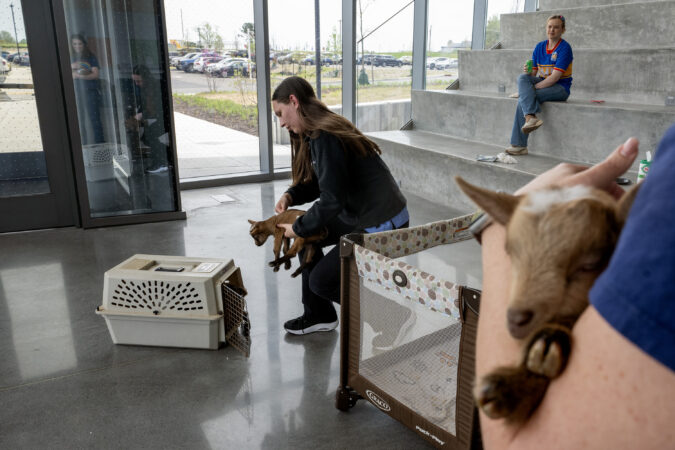 Cana Patterson, a goat farm owner and first year vet student at Rowan University’s Shreiber School of Veterinary Medicine, prepares a group of less than-a-week-old kids (baby goats) for the drive back to her farm, after letting classmates interact with them at the school in this April photo.