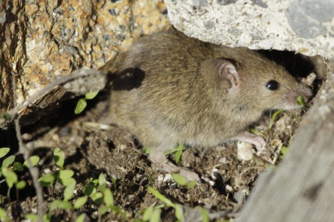 Mutant mice resistant to pest control found in Philly, its suburbs, and NYC. Are rats next?