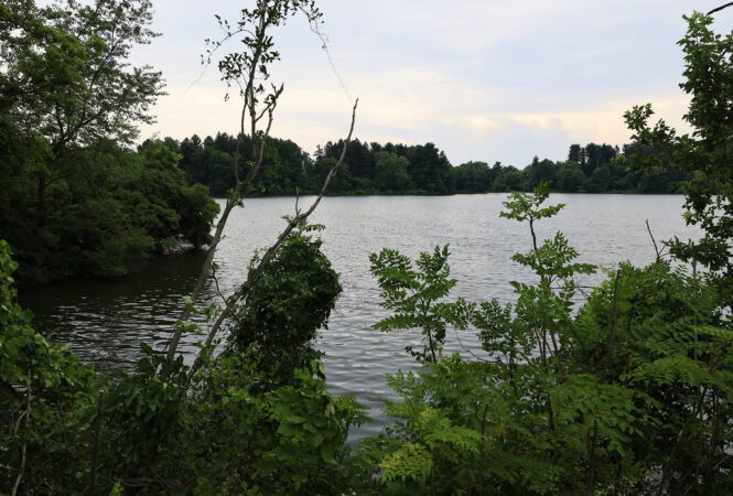 A view of Fernhill Lake in West Goshen, Pa., on Monday, June 22, 2026. Aqua plans to "partially remove" Township Line Dam, which will result in the complete draining of Fernhill Lake, a 64-acre lake encircled by two residential developments that has developed an ecosystem of wildlife around it.