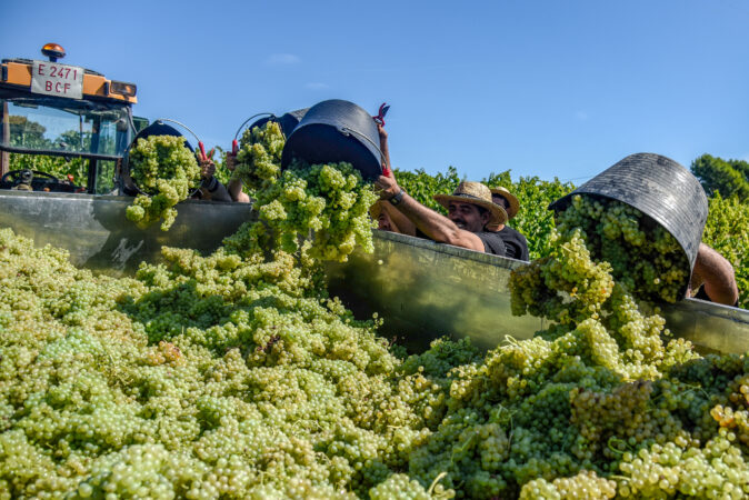 Grape harvest ahead of cava wine production near Barcelona.
