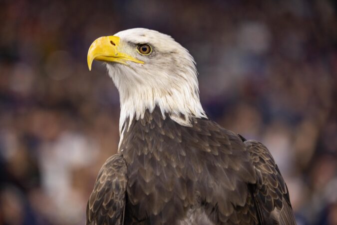 Independence (the eagle) is coming to Philadelphia
