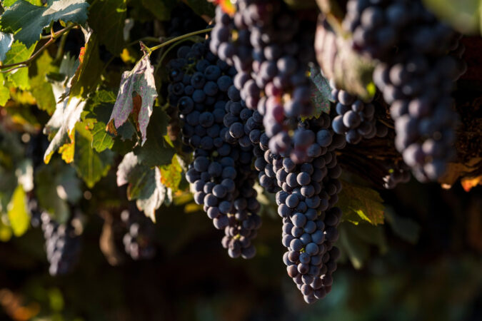 Merlot grapes hang from vines.