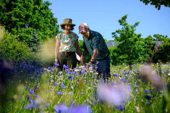 Marla Hexter and Larry Cohen stand amid the wildflower meadow grown in the front yard of their home in Schwenksville.