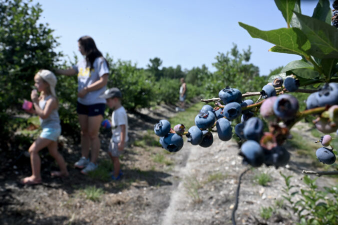 Blueberries on the bush at Mood's Farm in Gloucester County as Hope Welch of Pitman and her children Rosie, 6, and Juni, 4, pick their own June 30. The spring crop freeze has meant that Mood's has only a third of its typical blueberries and none of its usual peaches and cherries.